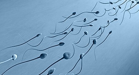 Как лейкоциты влияют на качество спермы?